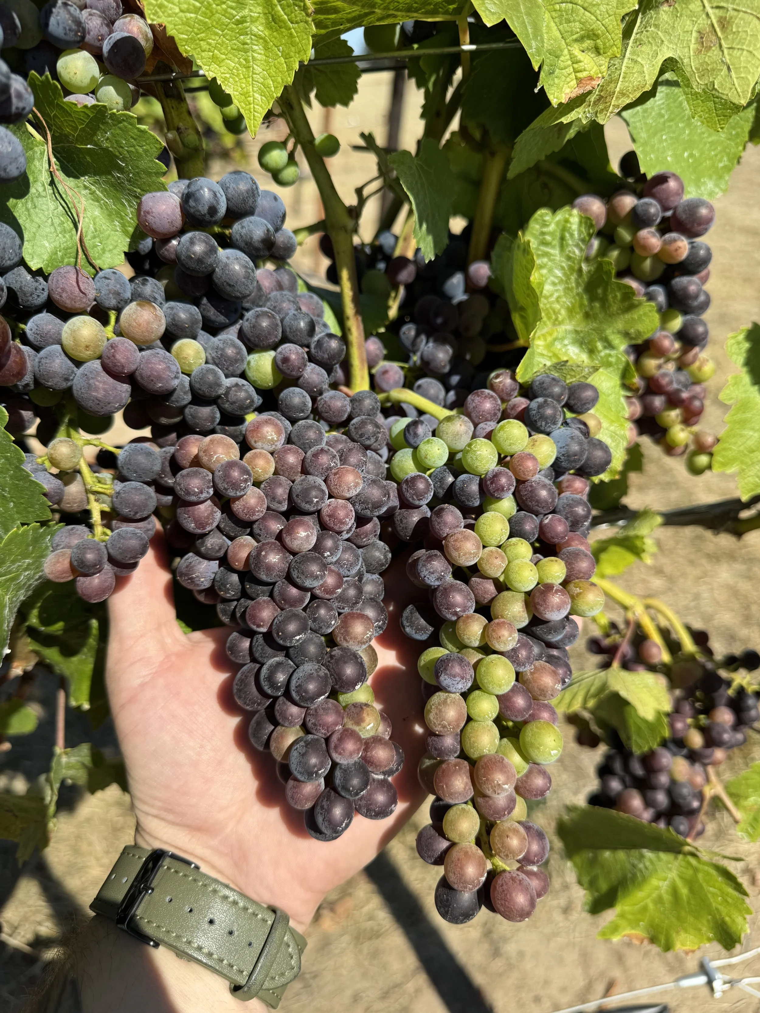 Bunches of ripening grapes on a vine with green leaves, some grapes are green and others are dark purple or black.