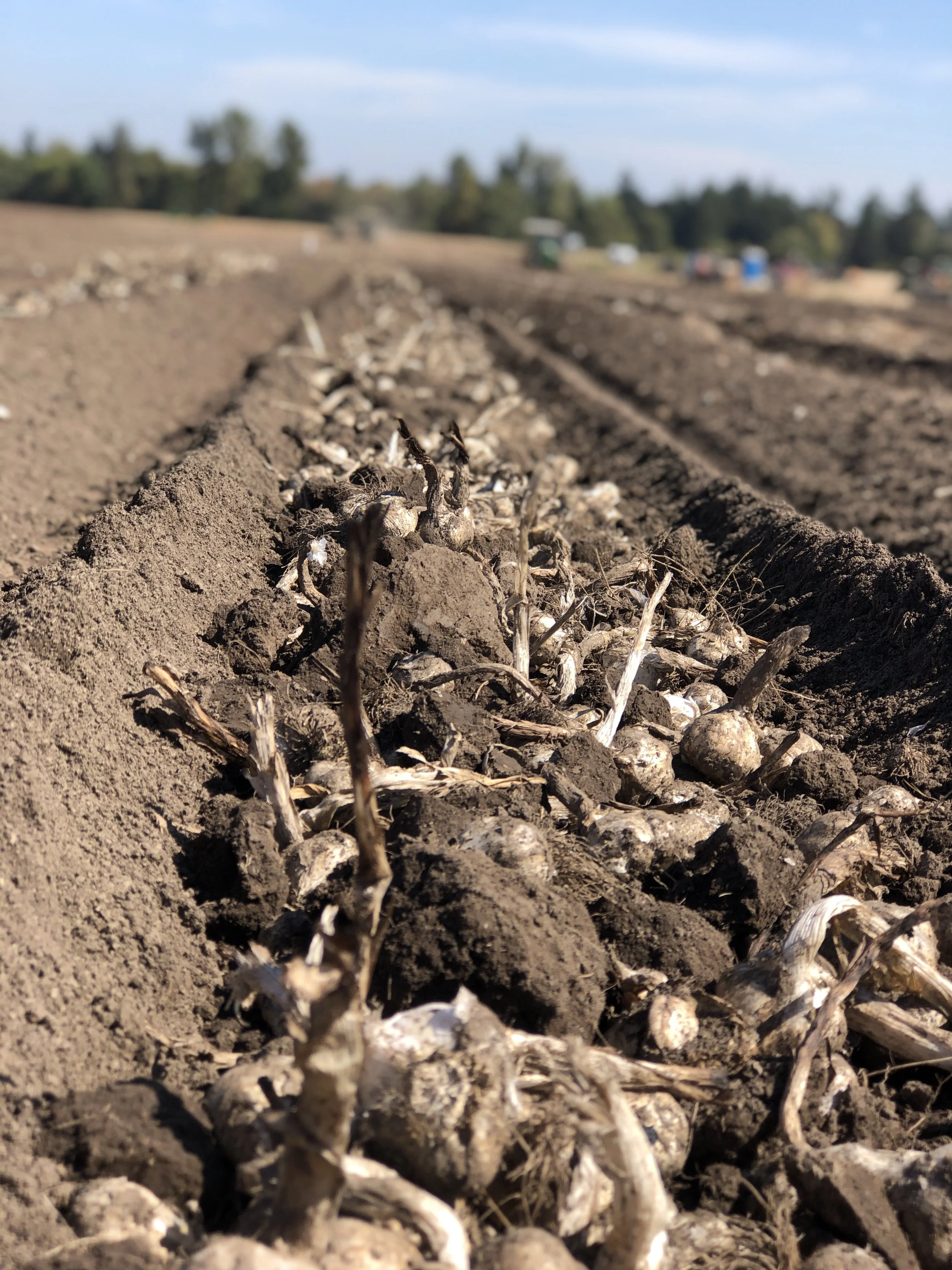 Close-up of a row of tilled soil with small, dried plant remnants, in a farm field under a blue sky, with trees and farm equipment in the background.