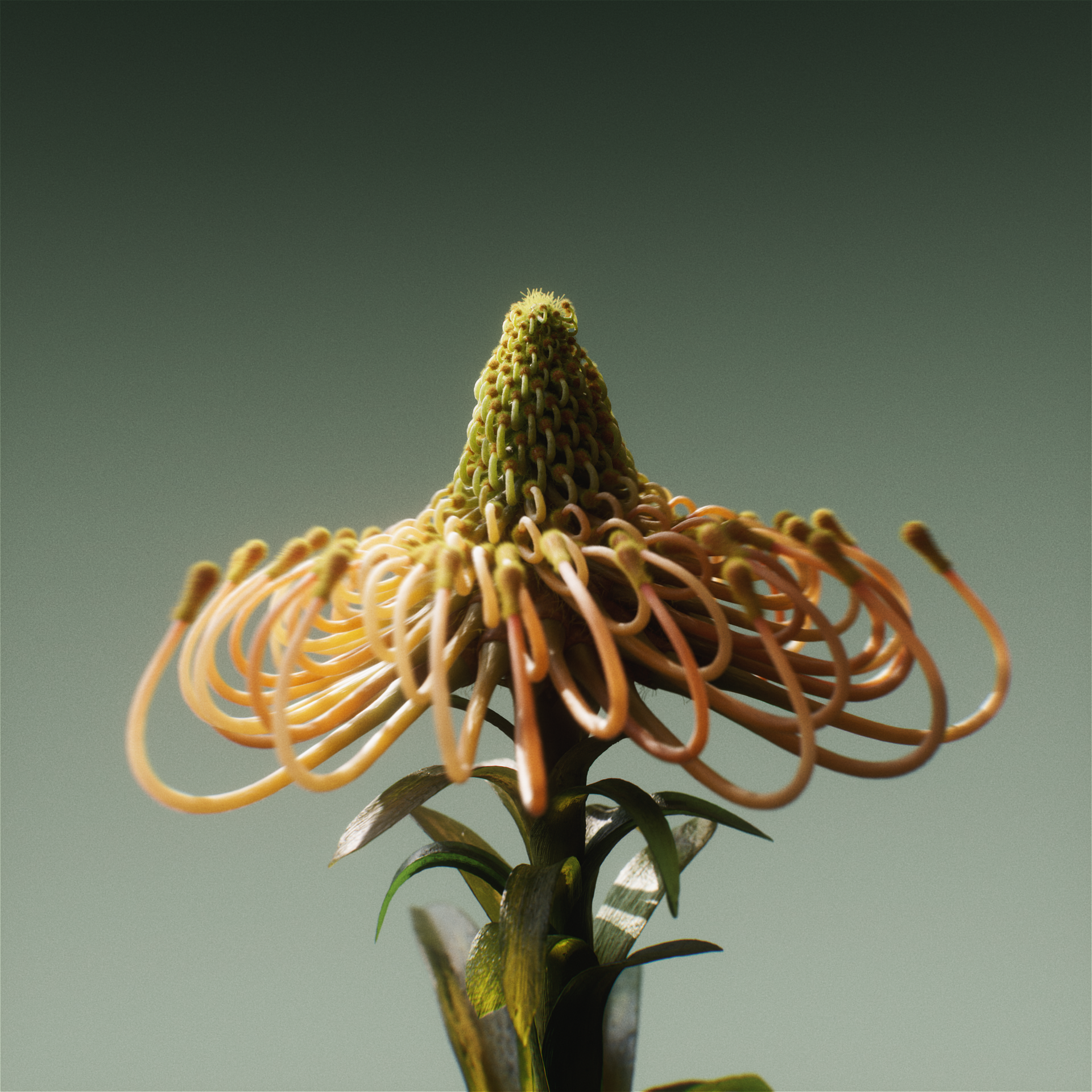 ZC_TwistingTendrils_Square_Comp_A_v001 (0-00-03-15).png