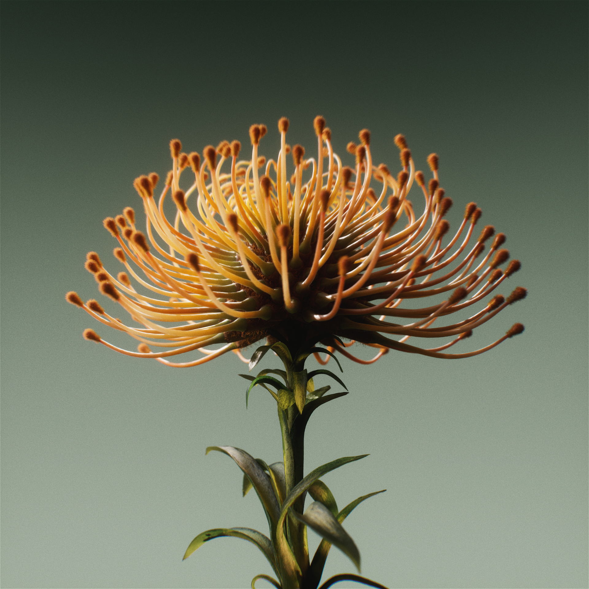 ZC_TwistingTendrils_Square_Comp_A_v001 (0-00-10-11).png