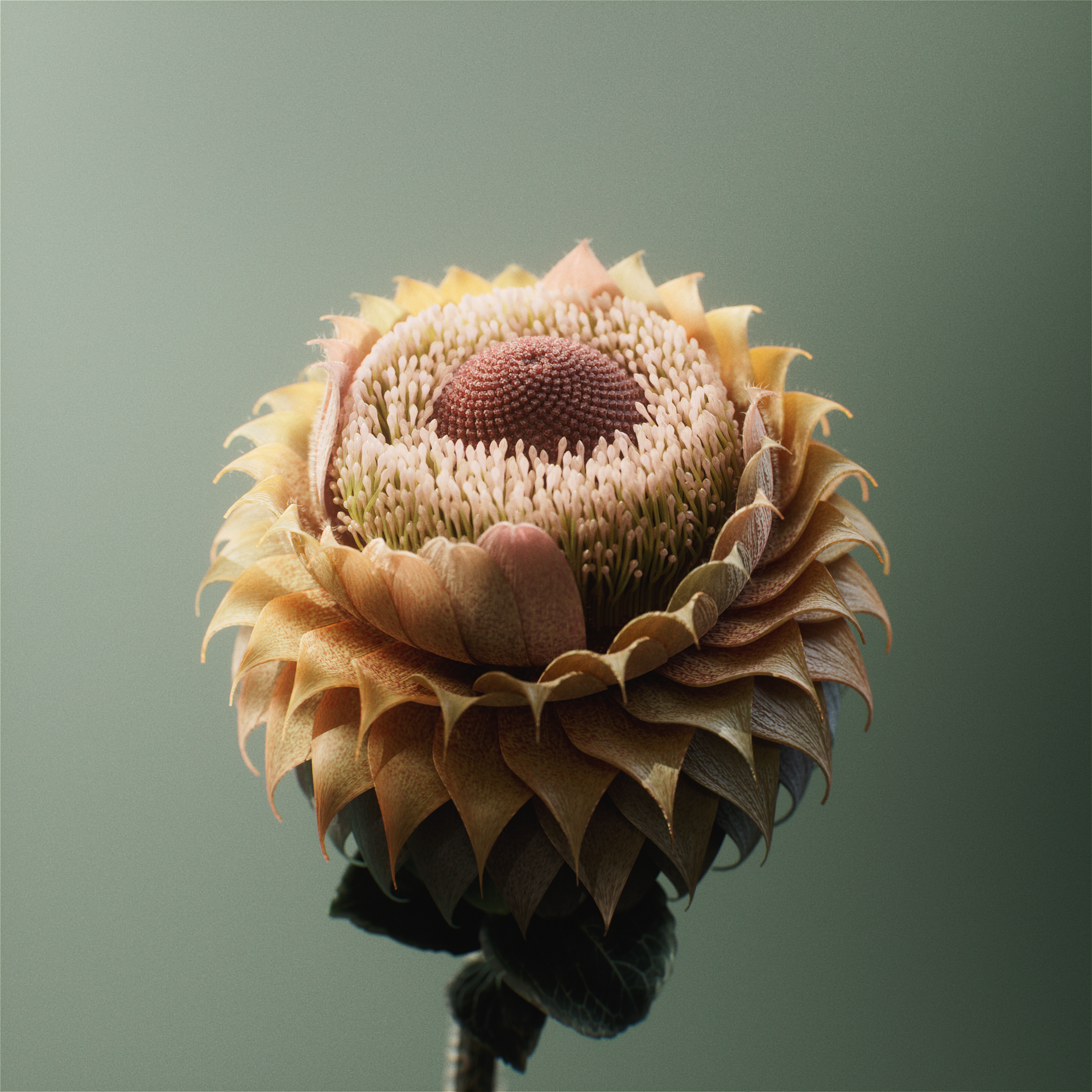 ZC_FractalFlourish_Square_Comp_A_v001 (0-00-07-20).png