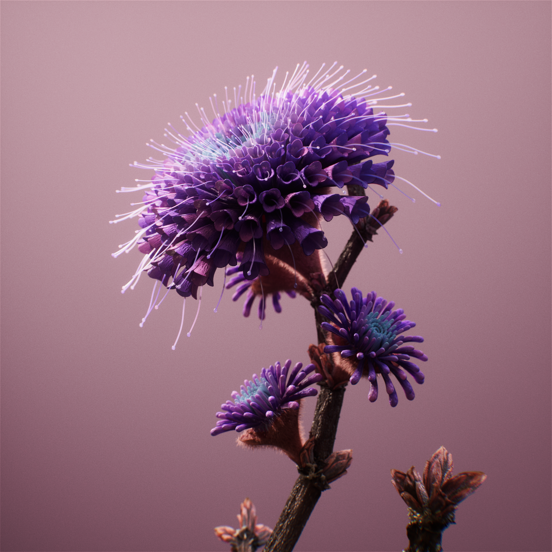 ZC_BloomBall_Square_Comp_A_v001 (0-00-09-12).png