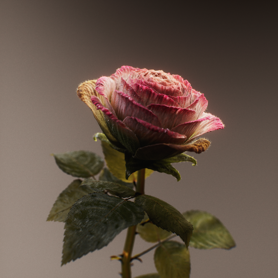 ZC_PetalPeel_Square_Comp_A_v001 (0-00-03-11).png