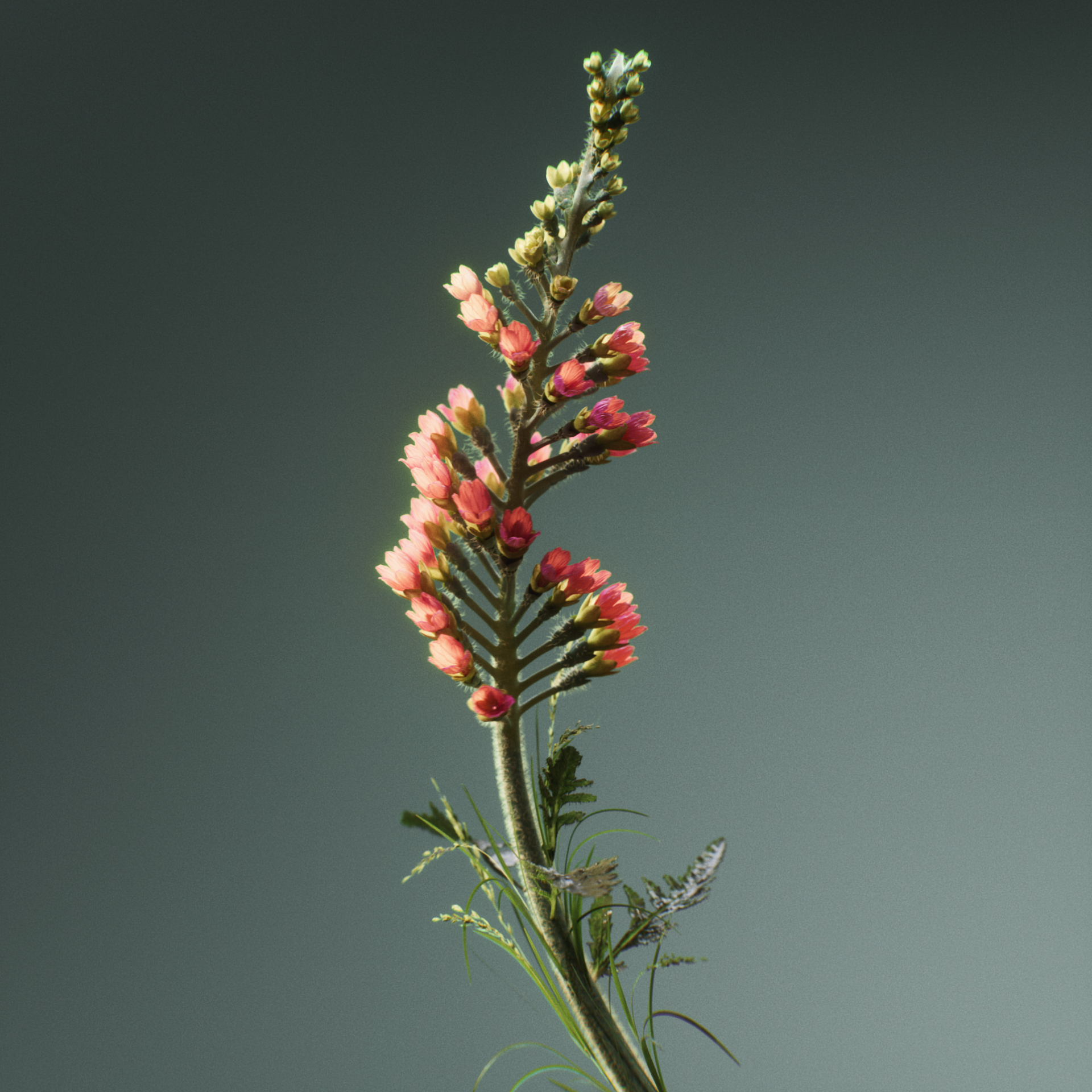 ZC_Swirlies_Square_Comp_A_v001 (0-00-12-22).png