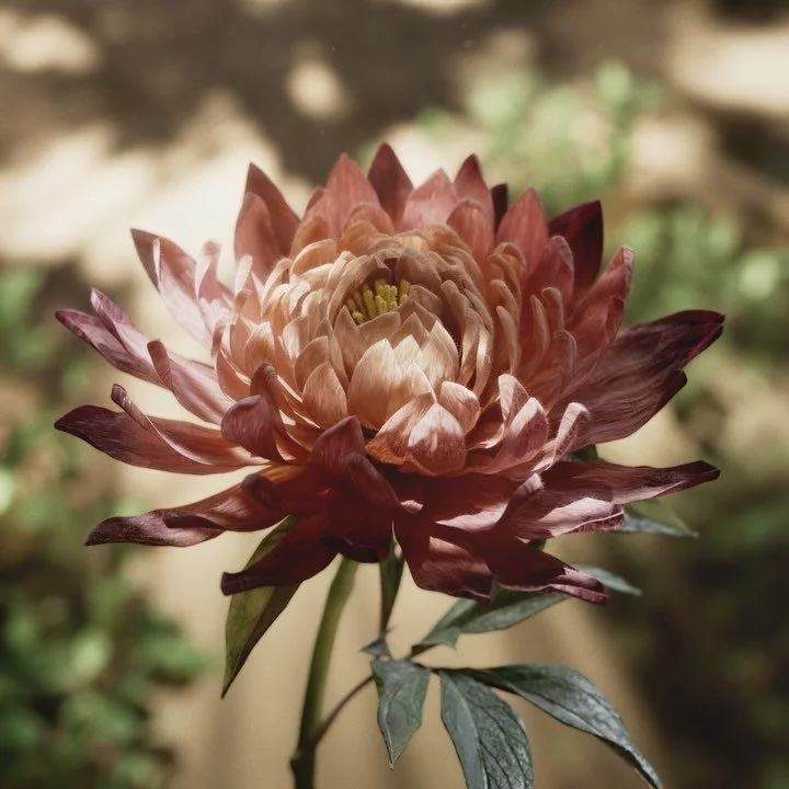 Fully procedural flower, brought to life through many different toolsets. I learned a lot with this one 🌸