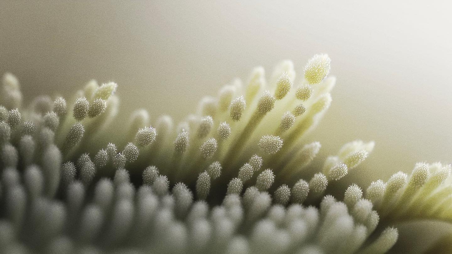 Unnatural World. This series is a conversation between my creative practice and exponentially advancing&nbsp;technology. I've began research and development on&nbsp;training custom AI models with my own body of work, in order to create generative ima