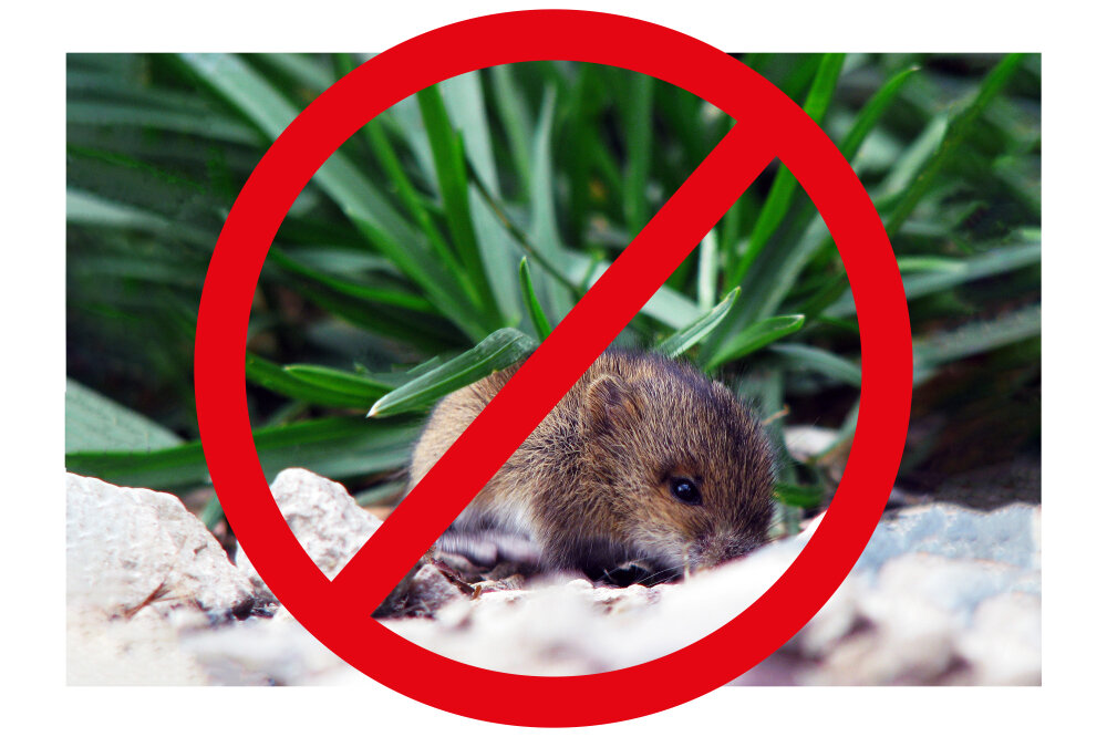 The best Ways to Get Rid of Rodent at Home