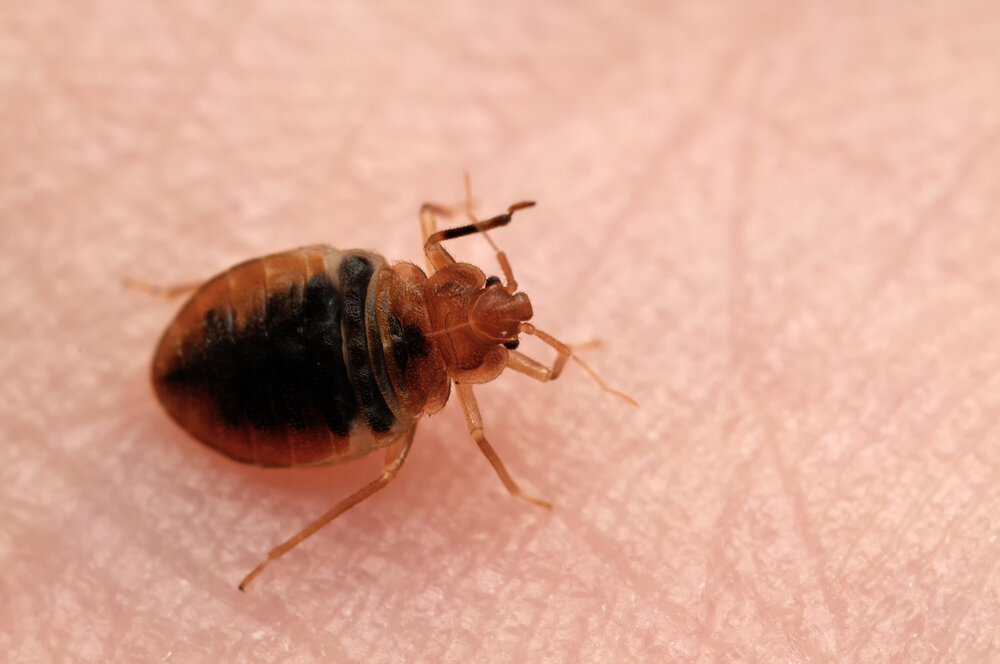 Places Bed Bugs Can Hide In Your Home, Do Bed Bugs Stay In Blankets