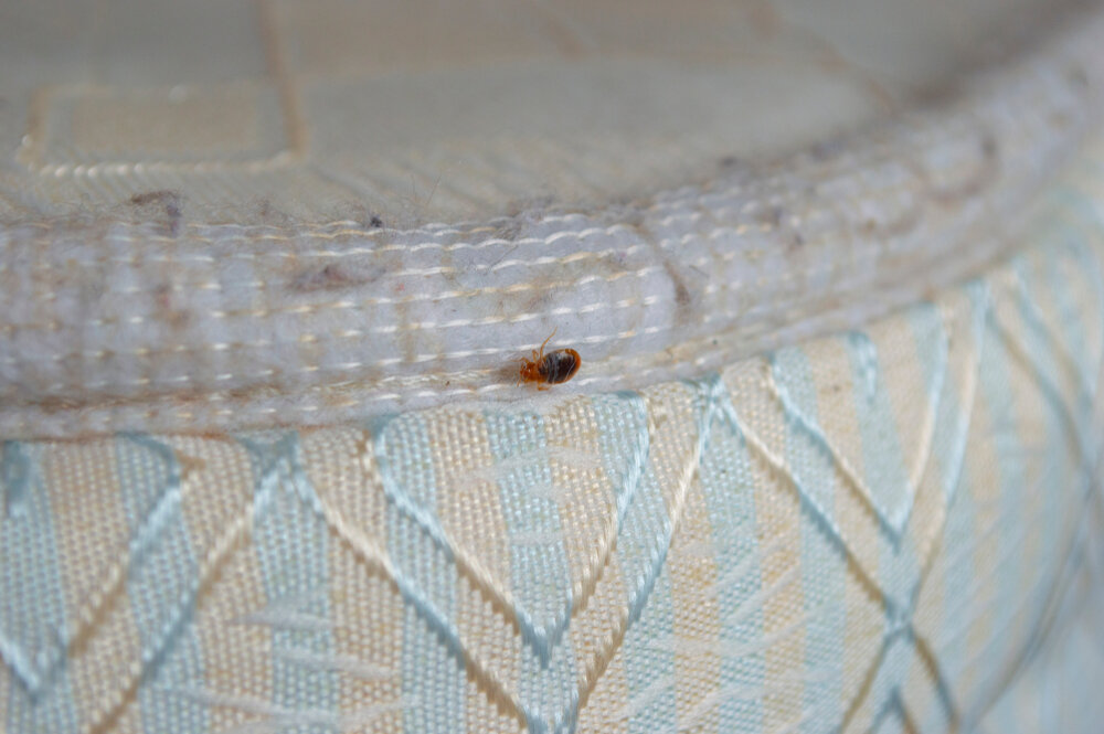 Places Bed Bugs Can Hide In Your Home, Can Bed Bugs Live In Wood Frames