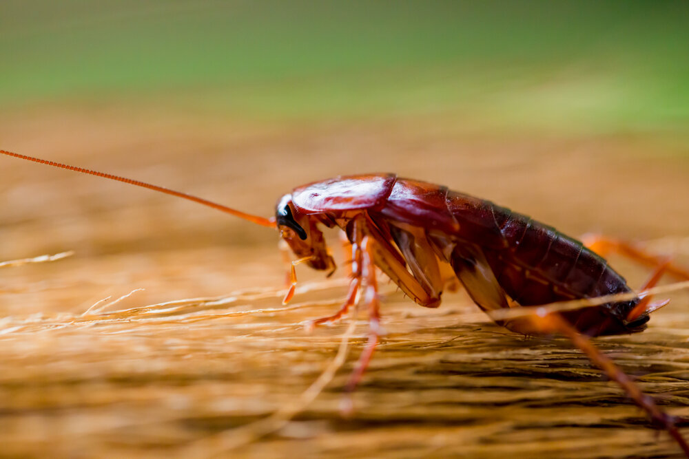 Type of Termites in Your Home: Knowing this Will Help You