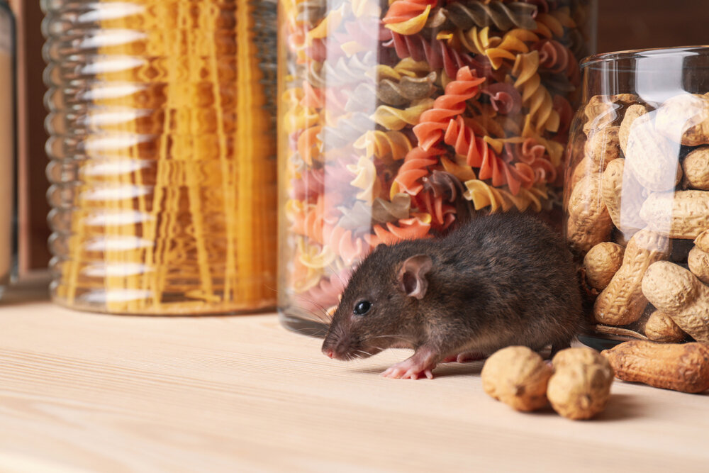 Rat Control - Rhode Island & Massachusetts - Budget Pest