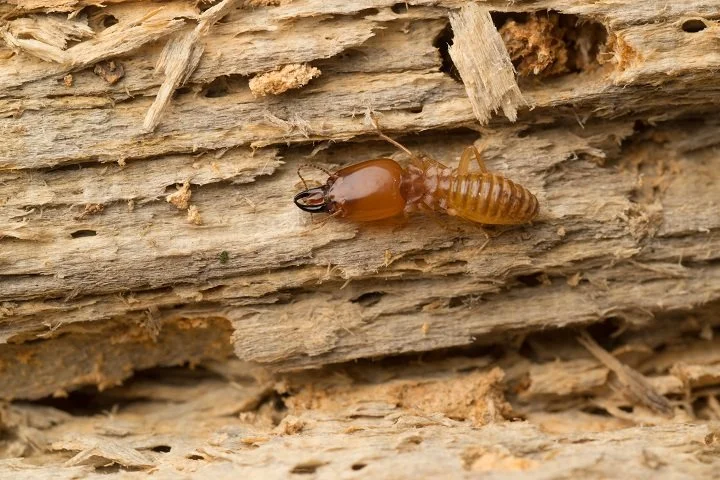 How Can You Identify Termite Infestation In Your House?