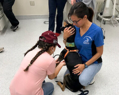 TAMUK Hosts Veterinary Science Camp
