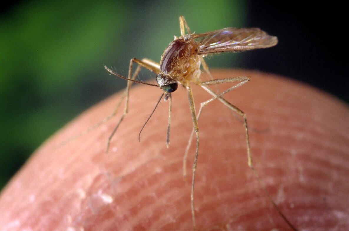 Nueces County - Four Human Cases of West Nile