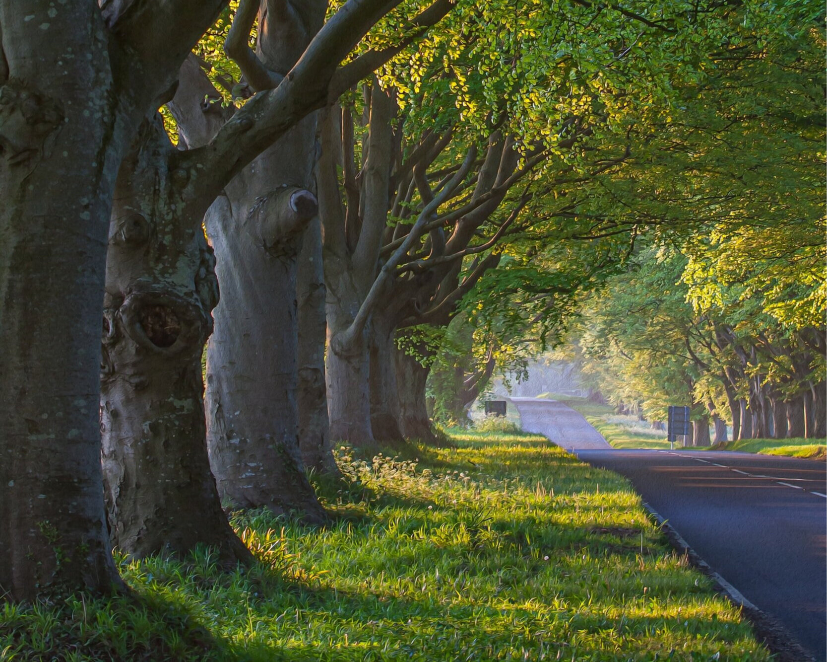 Corpus Christi Adopts New Tree Planting Ordinance