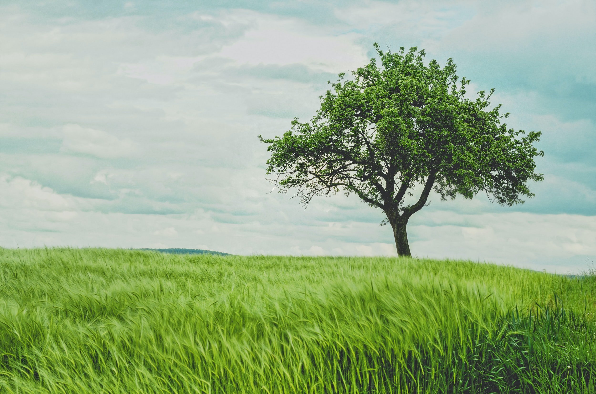 Installation of 230 Shade Trees for 30 City Parks