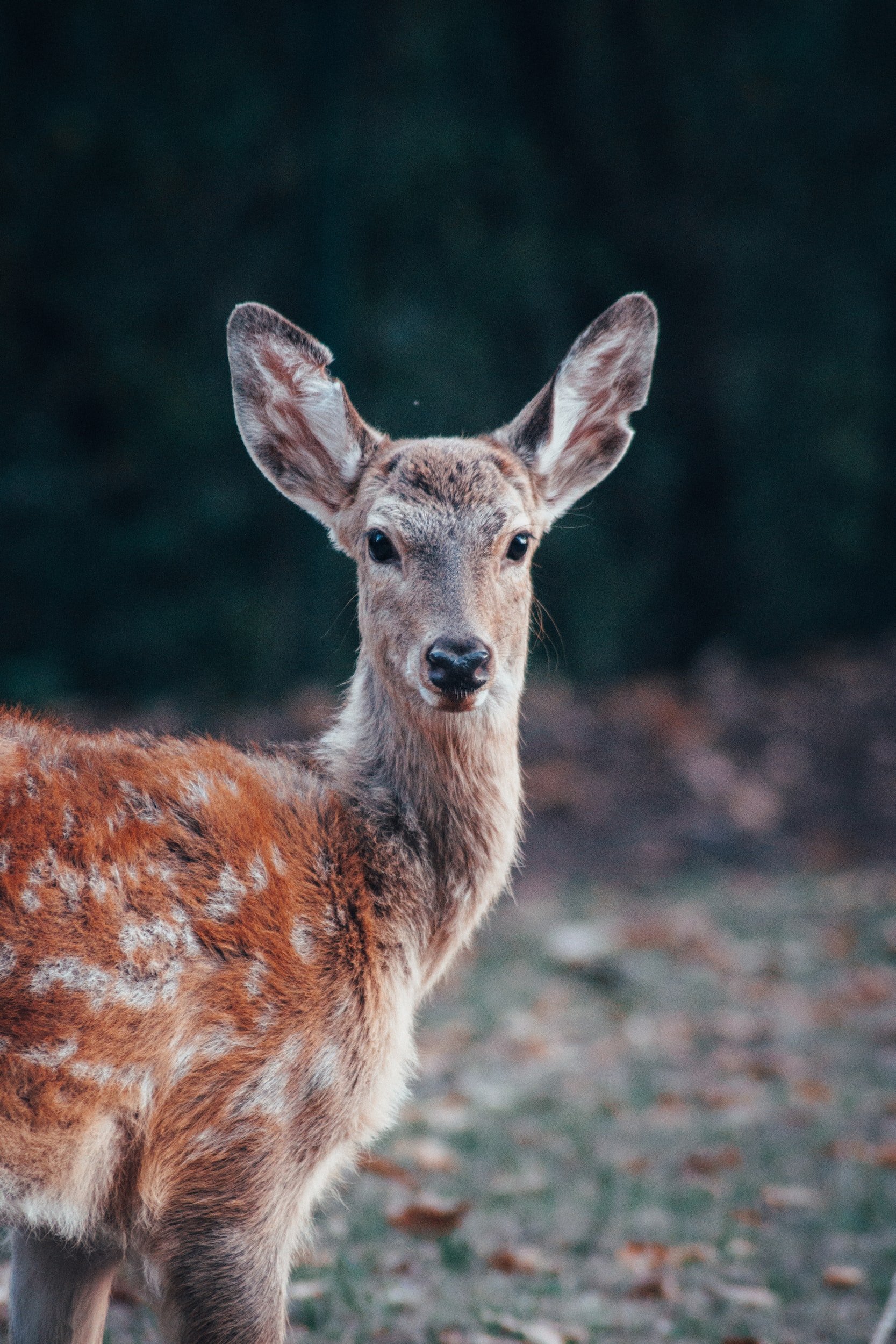 Donation to CKWRI Helps to Establish Patton Center for Deer Research