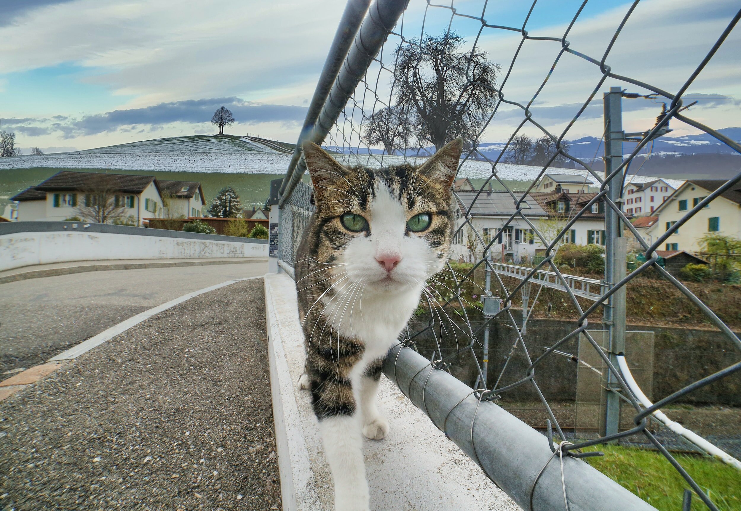 Trap-Neuter-Release Programs for Cats May Soon be Legally Protected