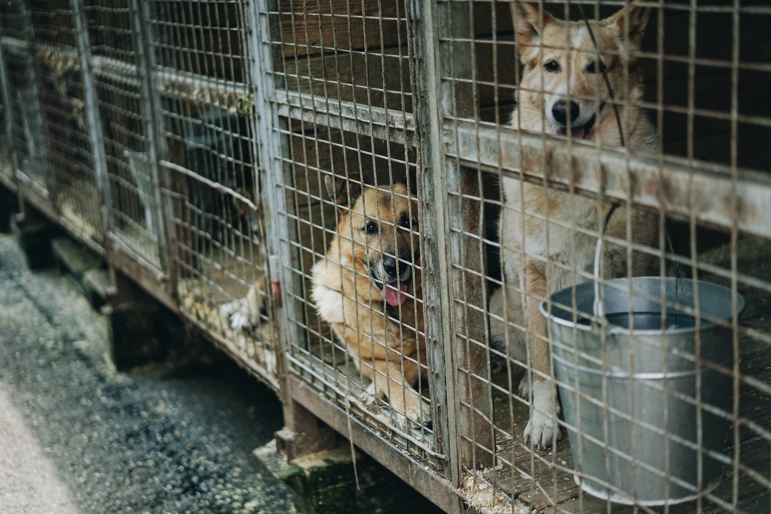 New Law Bars Animal Cruelty Offenders from Owning Animals for Five Years