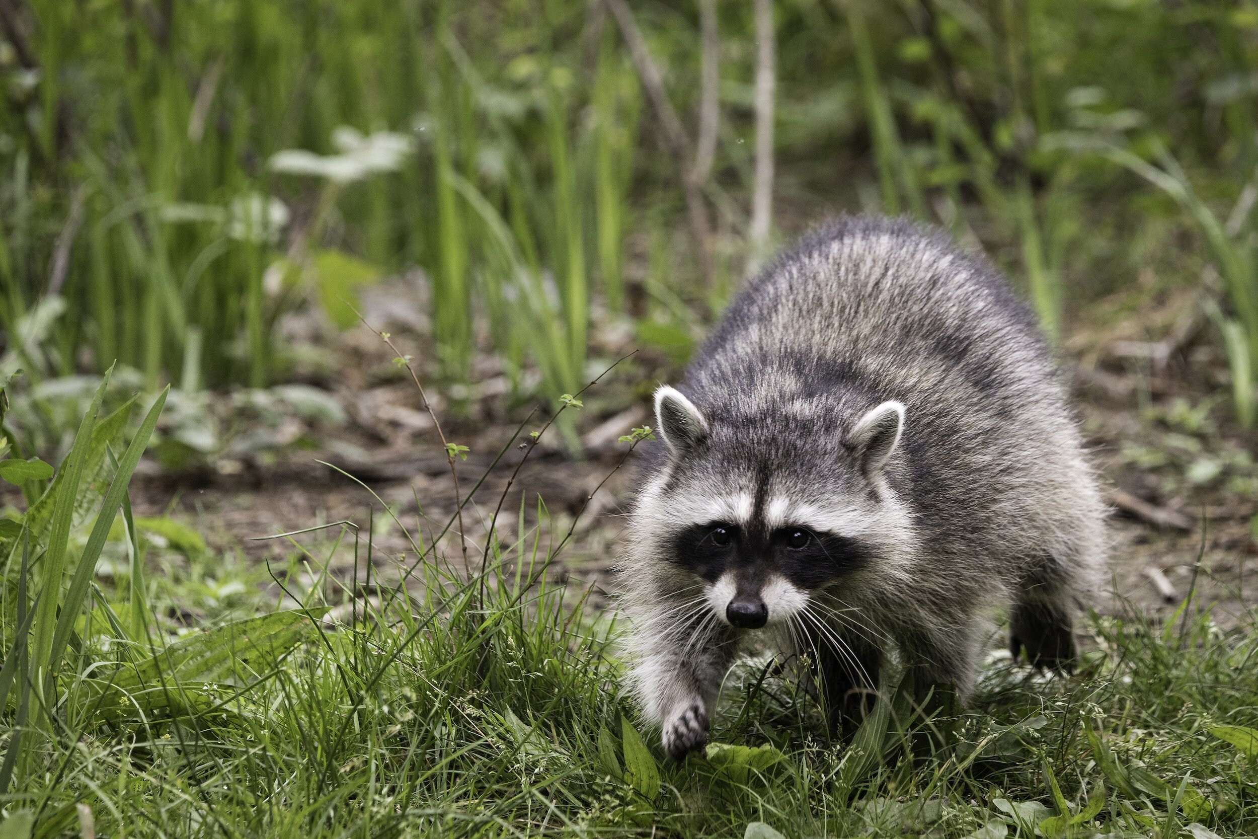 Increase in Raccoon Sightings at Local Parks
