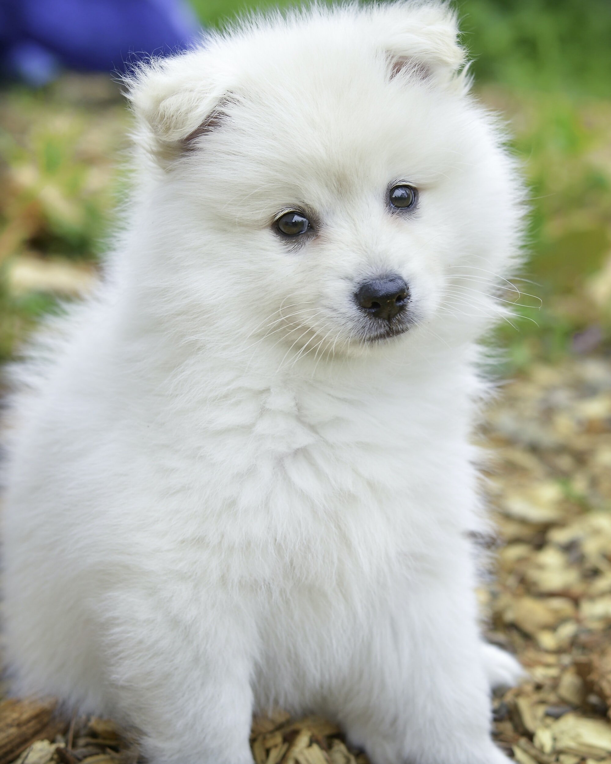 Keep Pets Safe During Winter Season