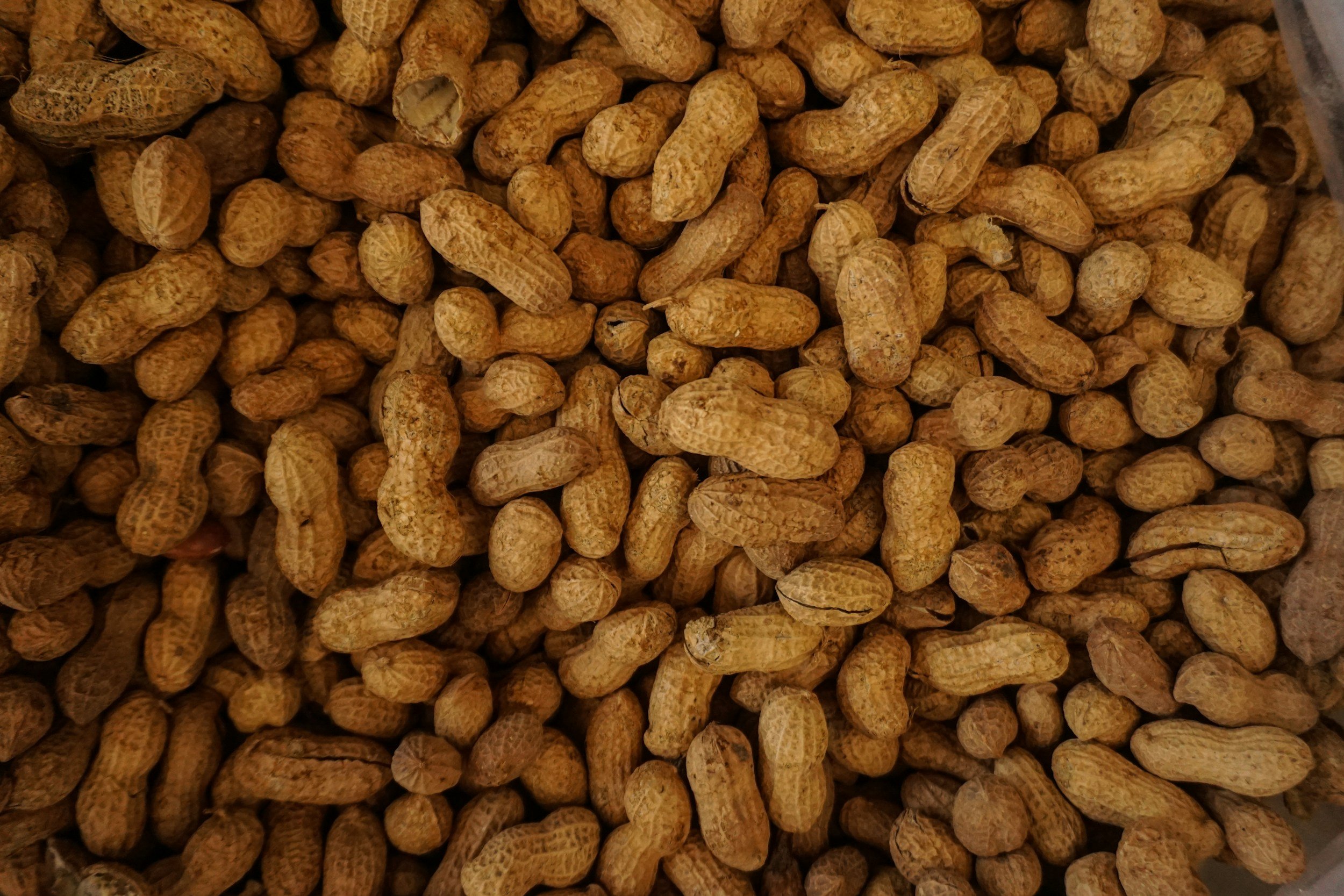 Introducing Peanuts in Infancy May Prevent Peanut Allergy into Adolescence