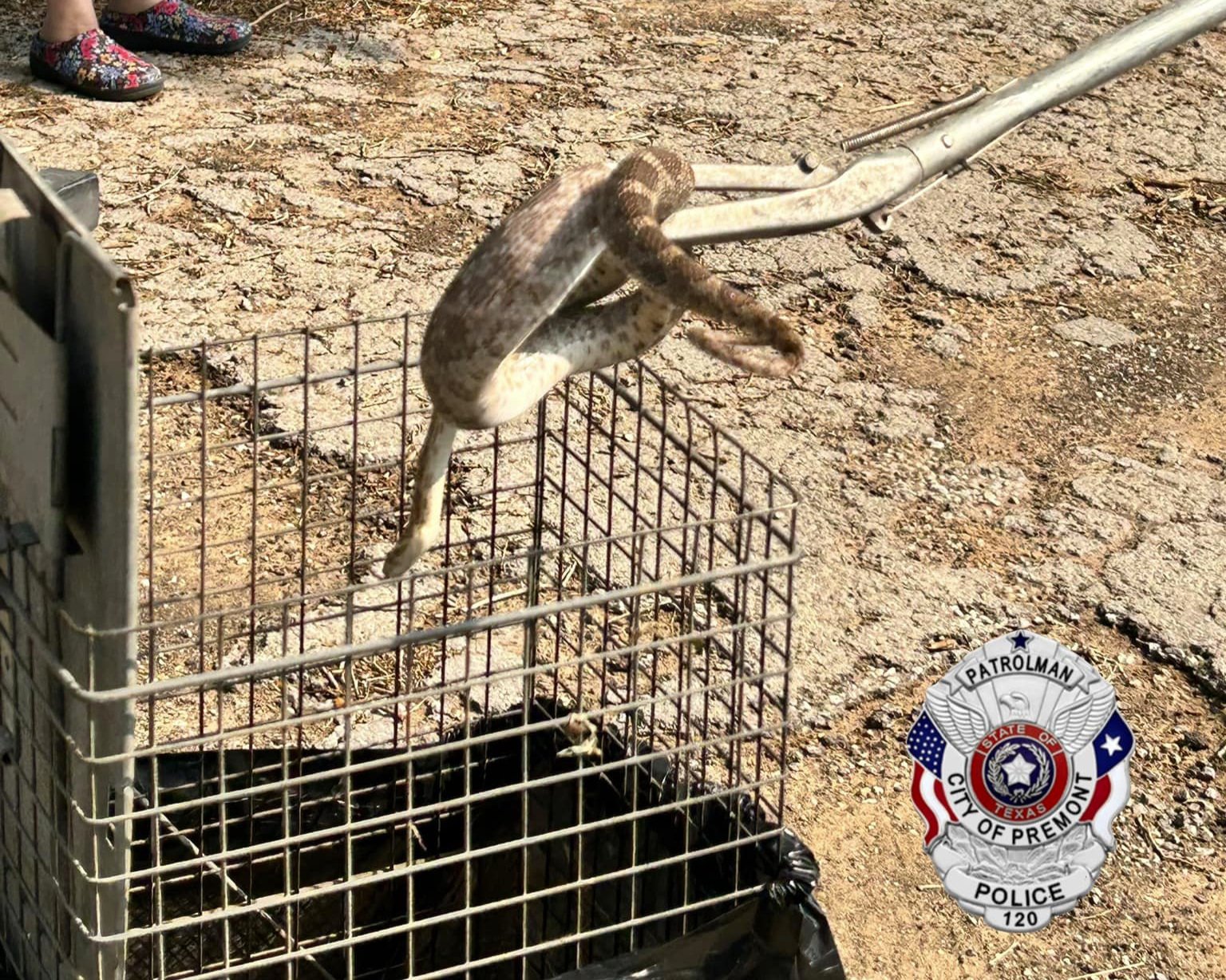 Two Snakes Found in Vehicle
