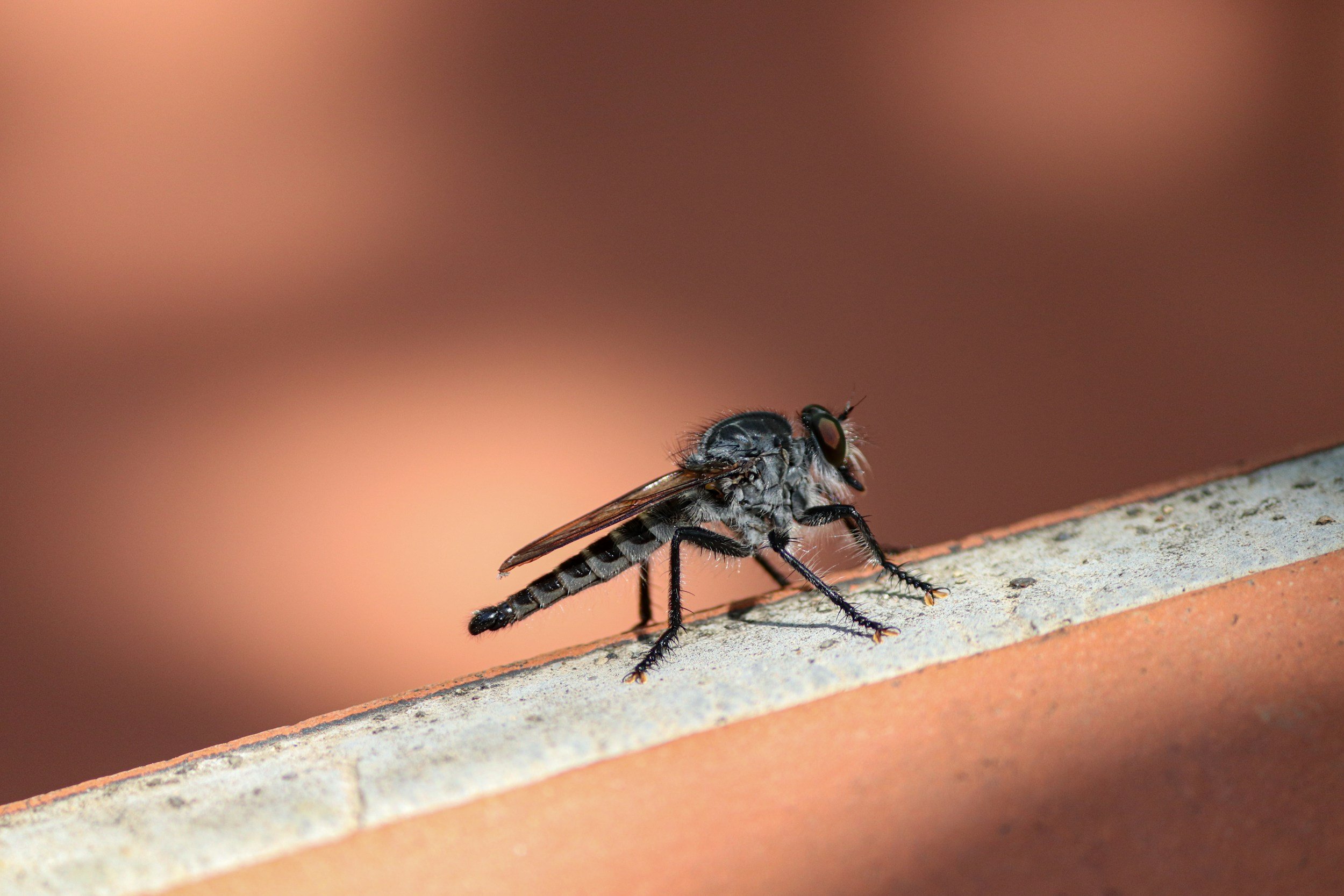 Mosquito Spraying Schedule Week of June 24