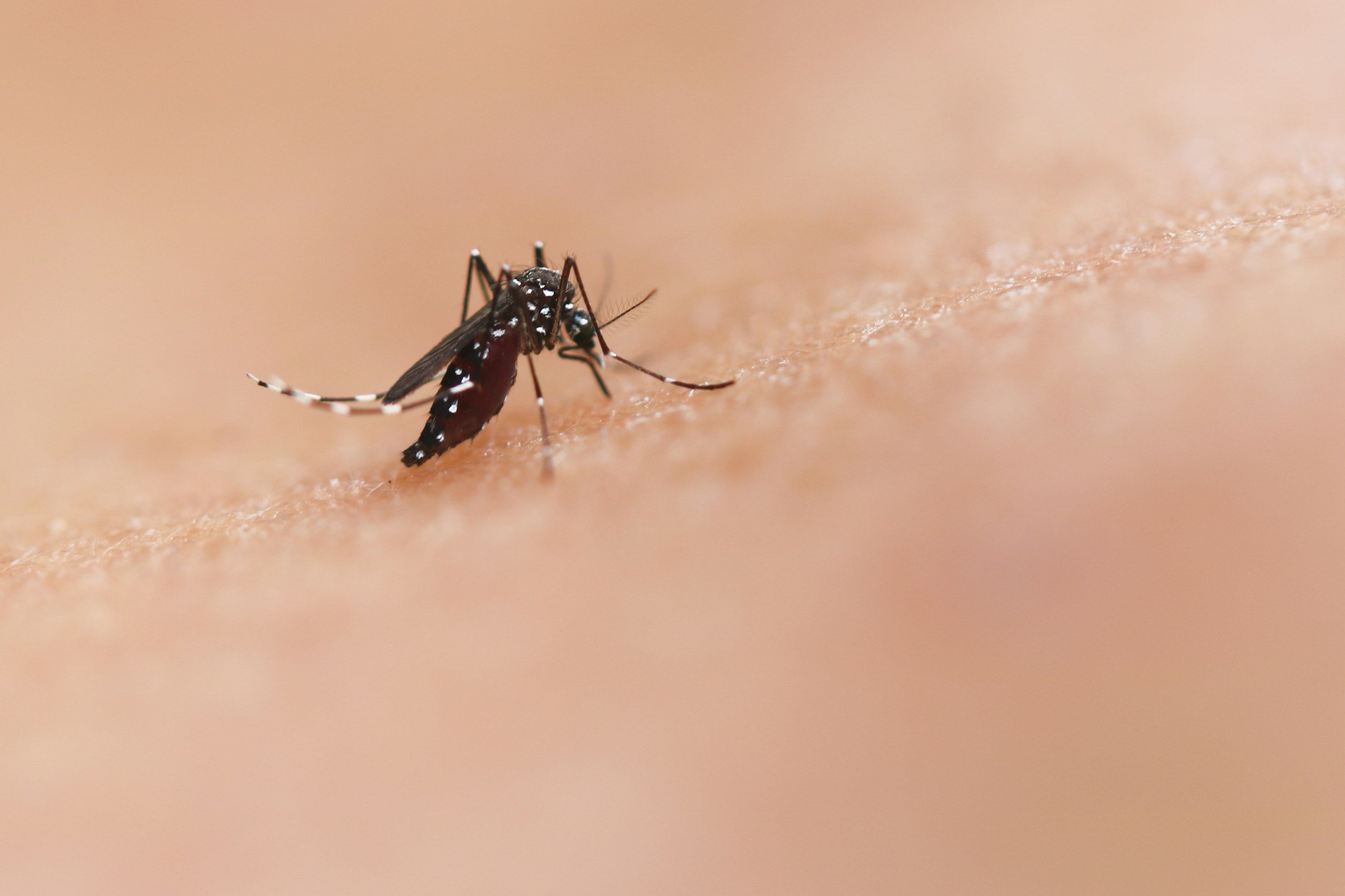 Vector Control Responds to Influx of Mosquitoes