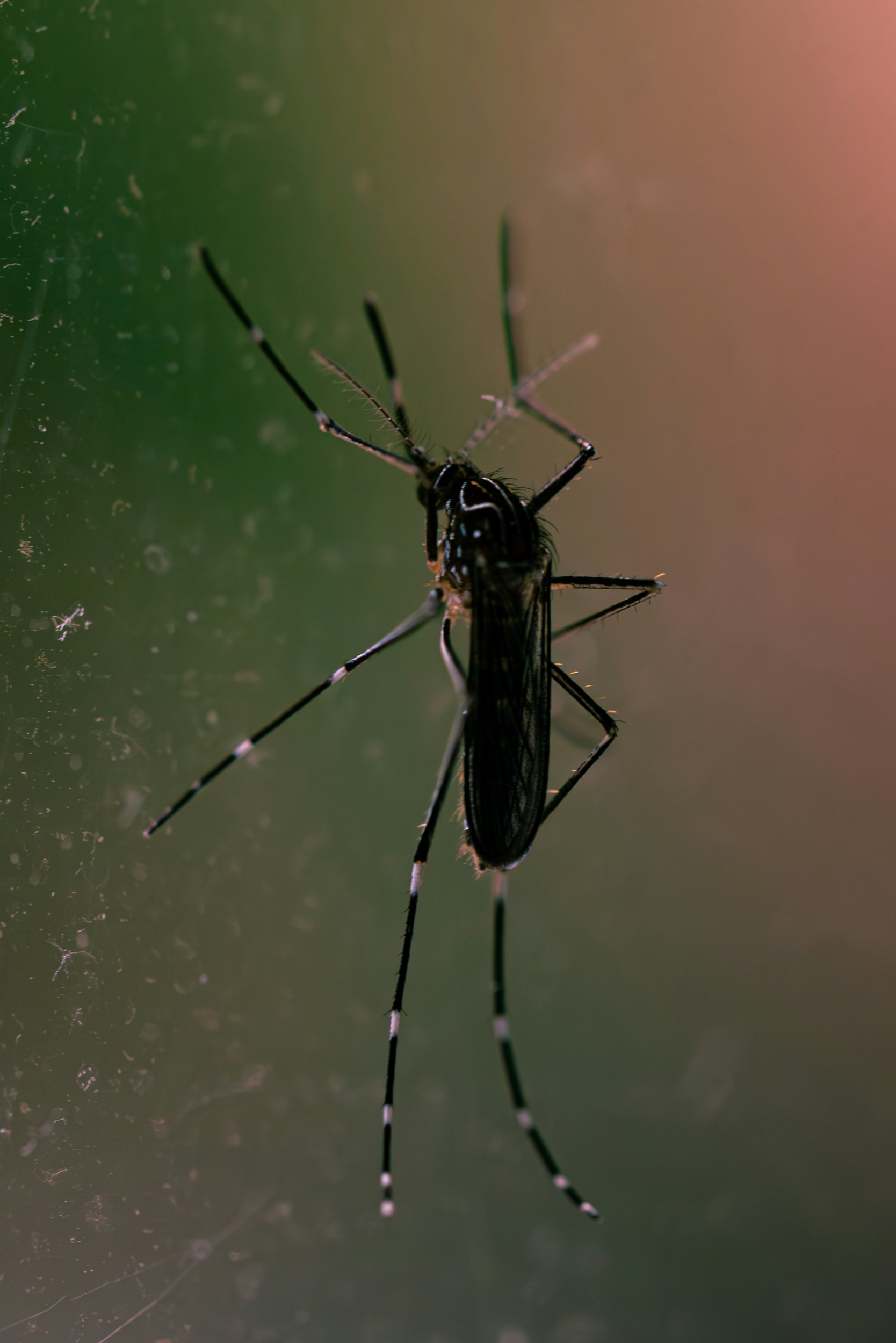 West Nile Virus Found in Mosquito Pool in Kingsville