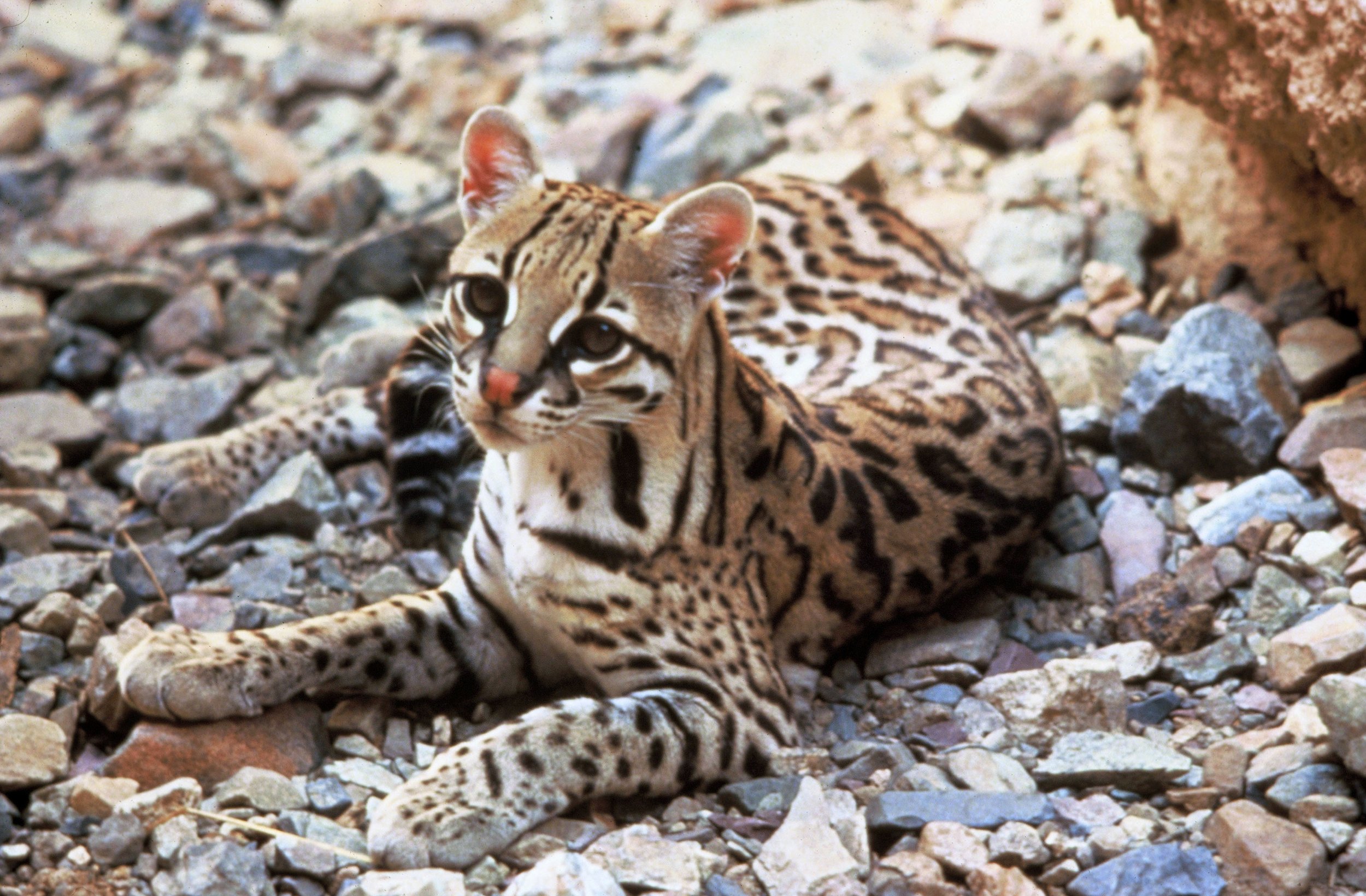 CKWRI Will Break Ground on Ocelot Conservation Facility