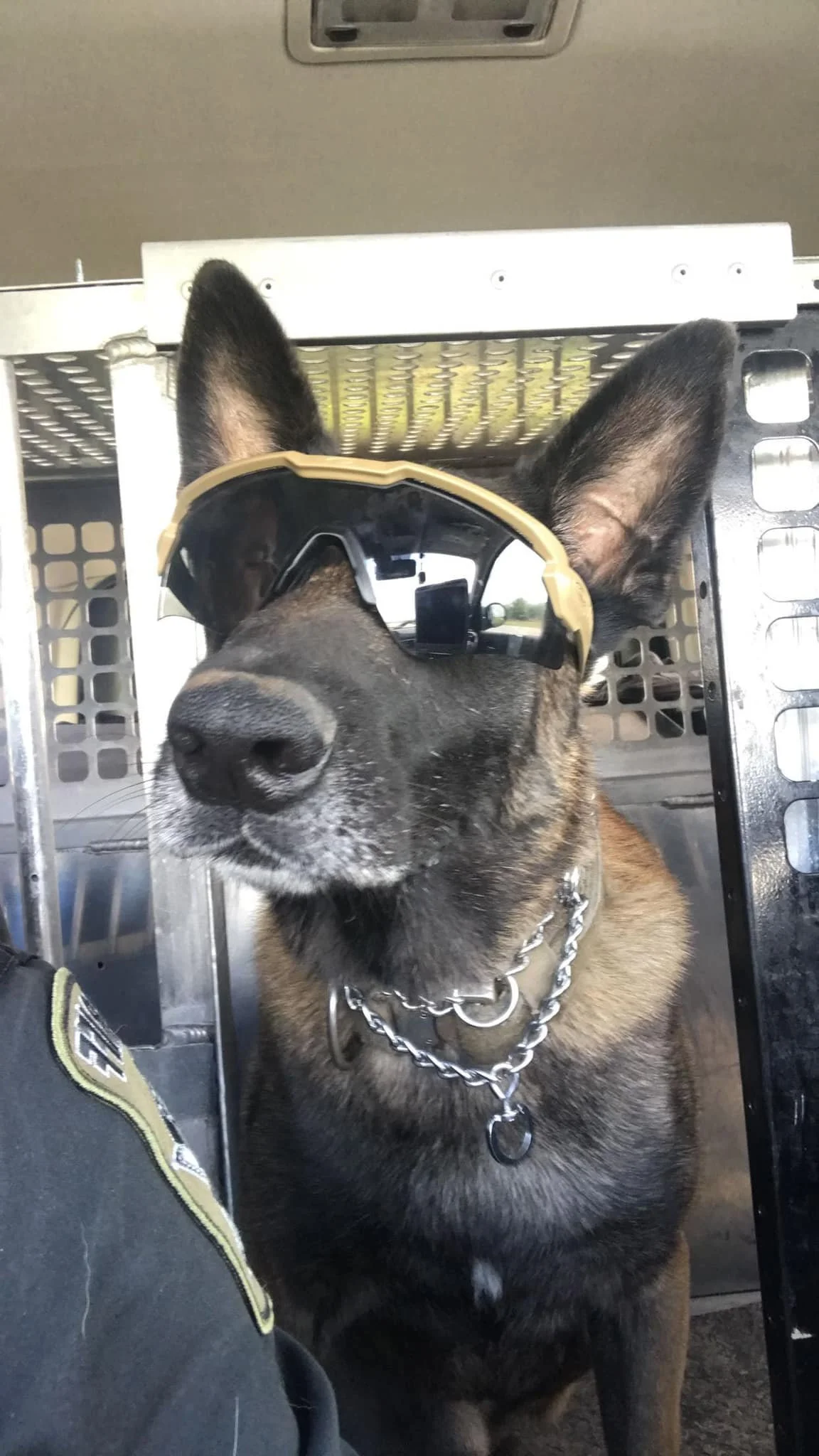 k9 6.jpg