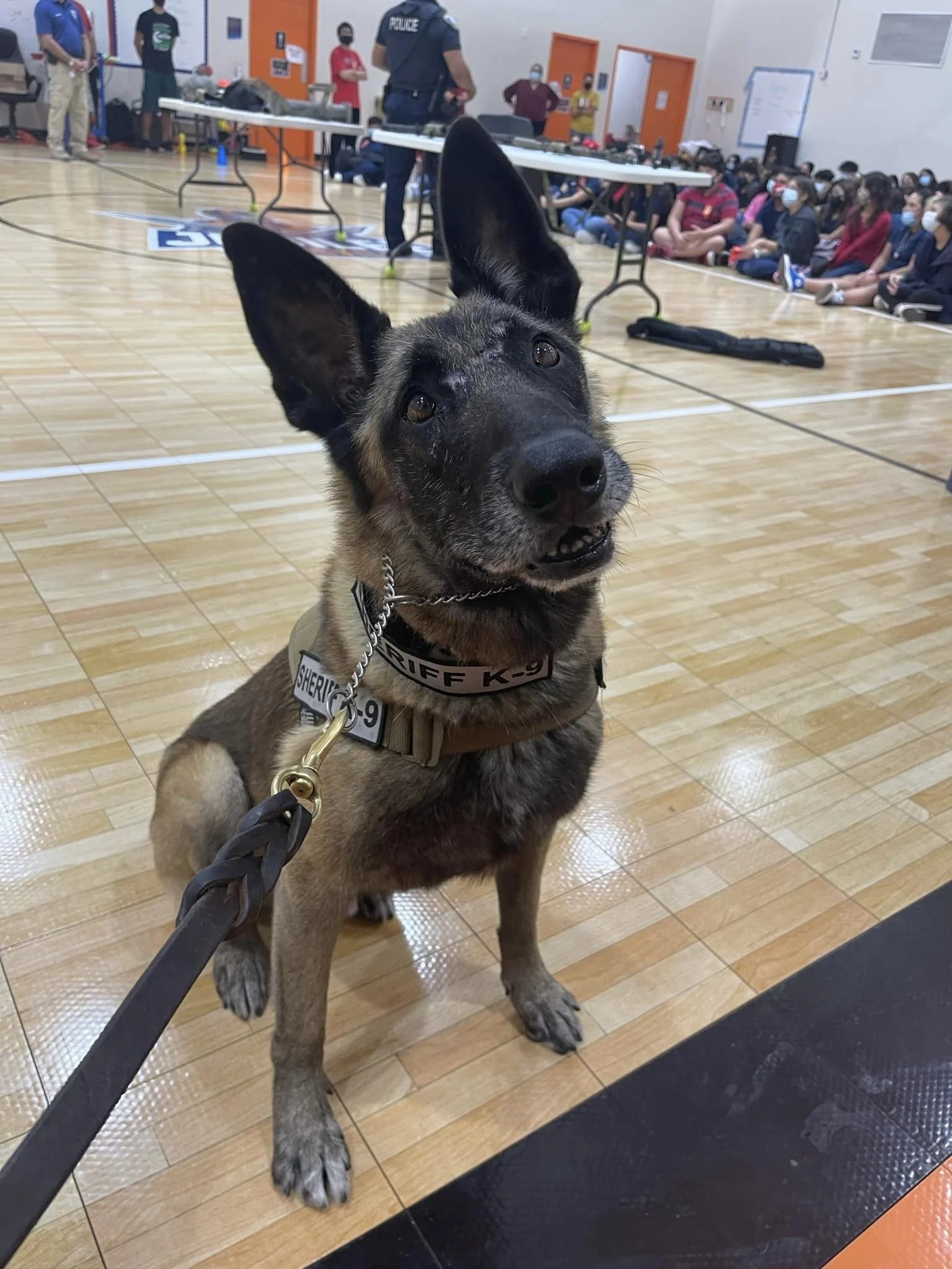 k9 7.jpg