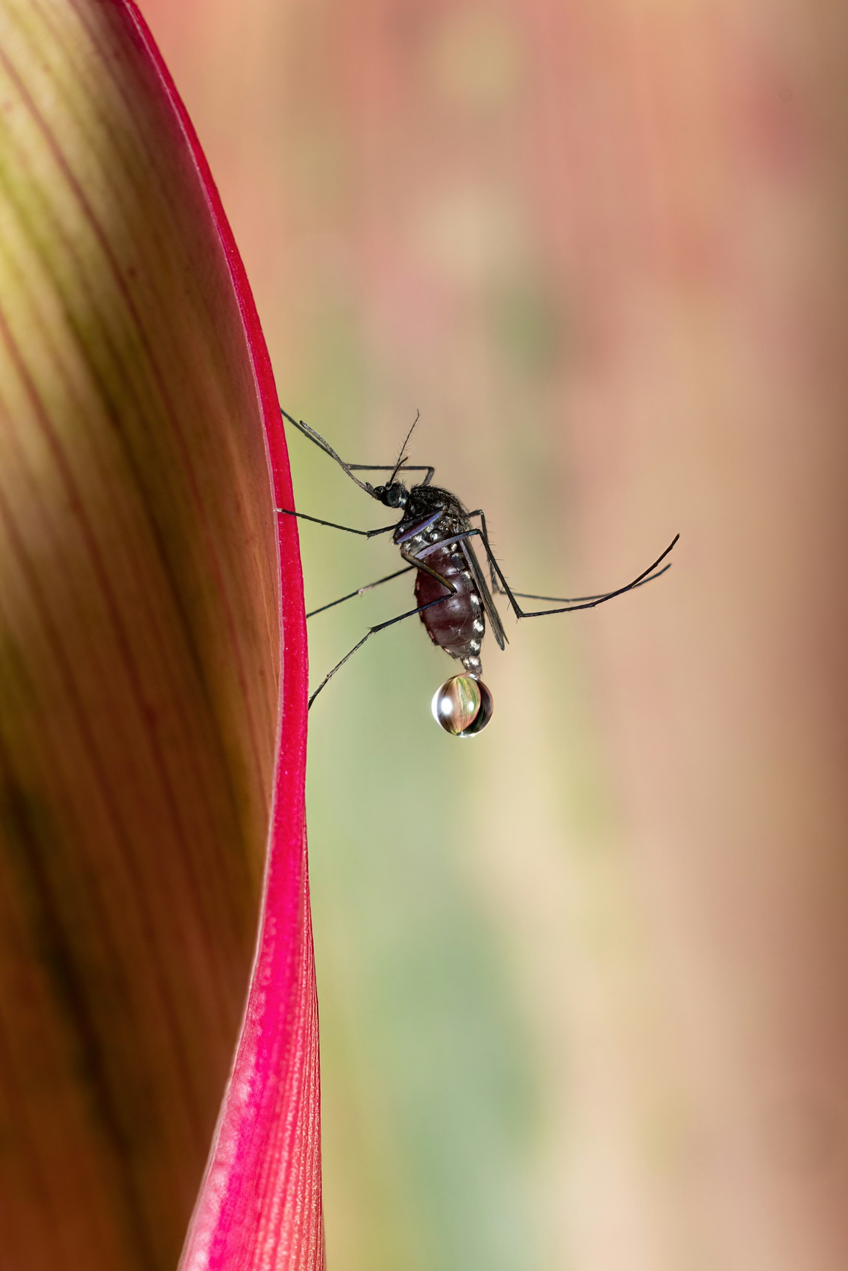 Corpus Christi Vector Control for Week of July 28.