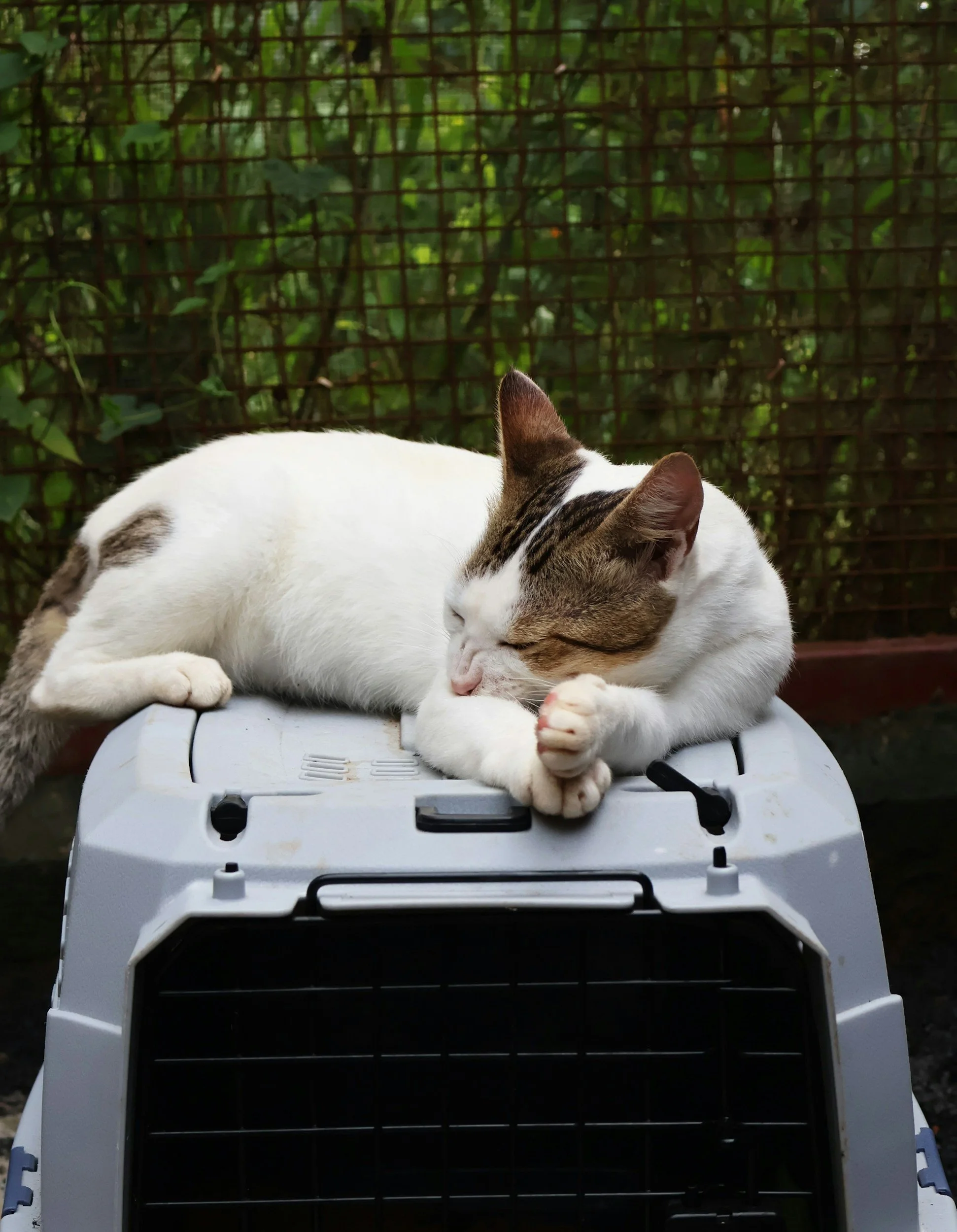 BISSELL Pet Foundation’s Empty the Shelters - 2025