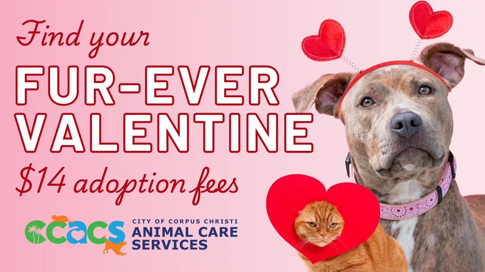 Special Adoption Fee for Valentine’s Day