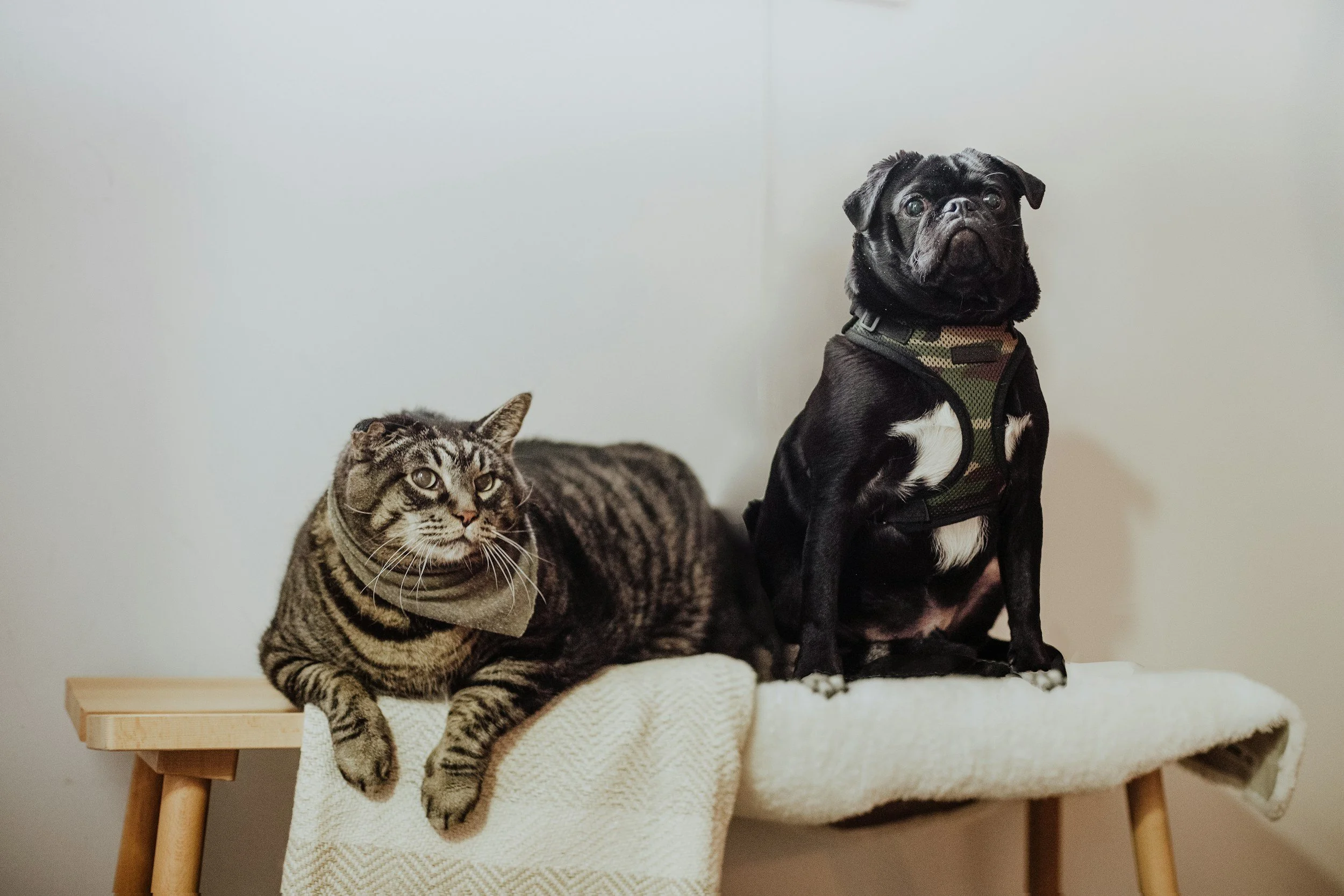 Free Spay and Neuter Services