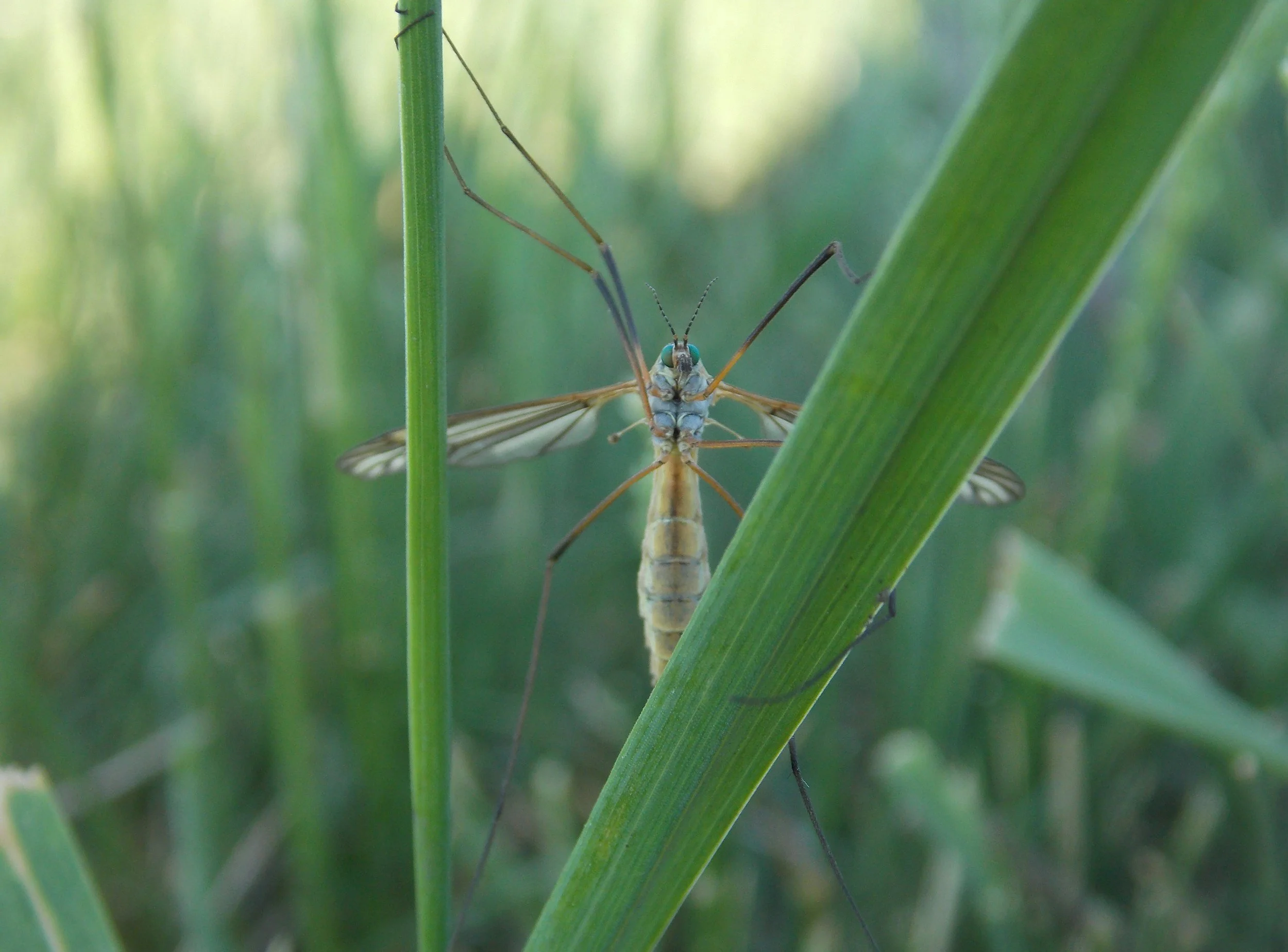 Residents Urged to Help Eliminate Mosquito Breeding
