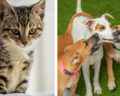 Foster a Pet Month