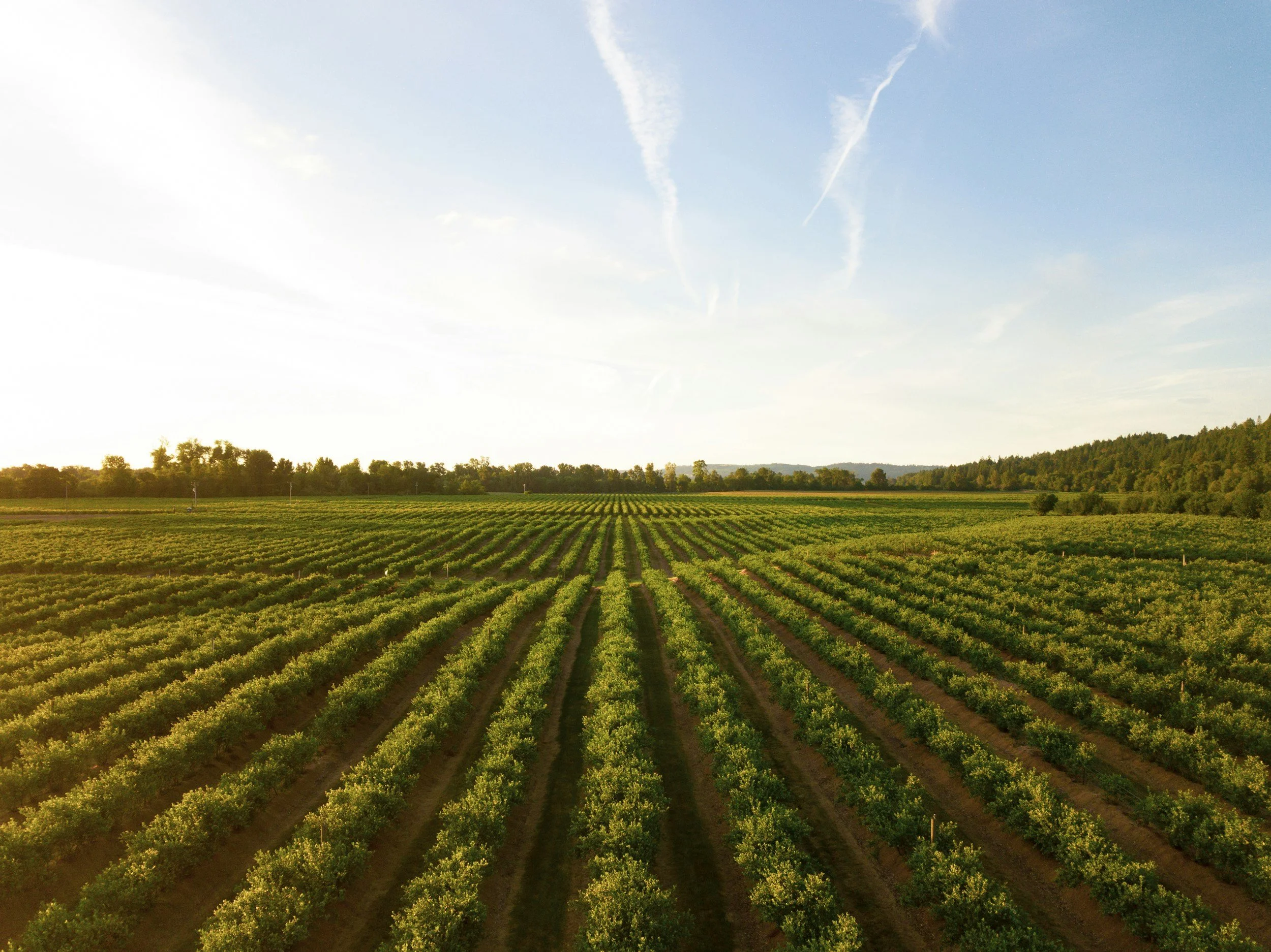Cyclospora and Your Food