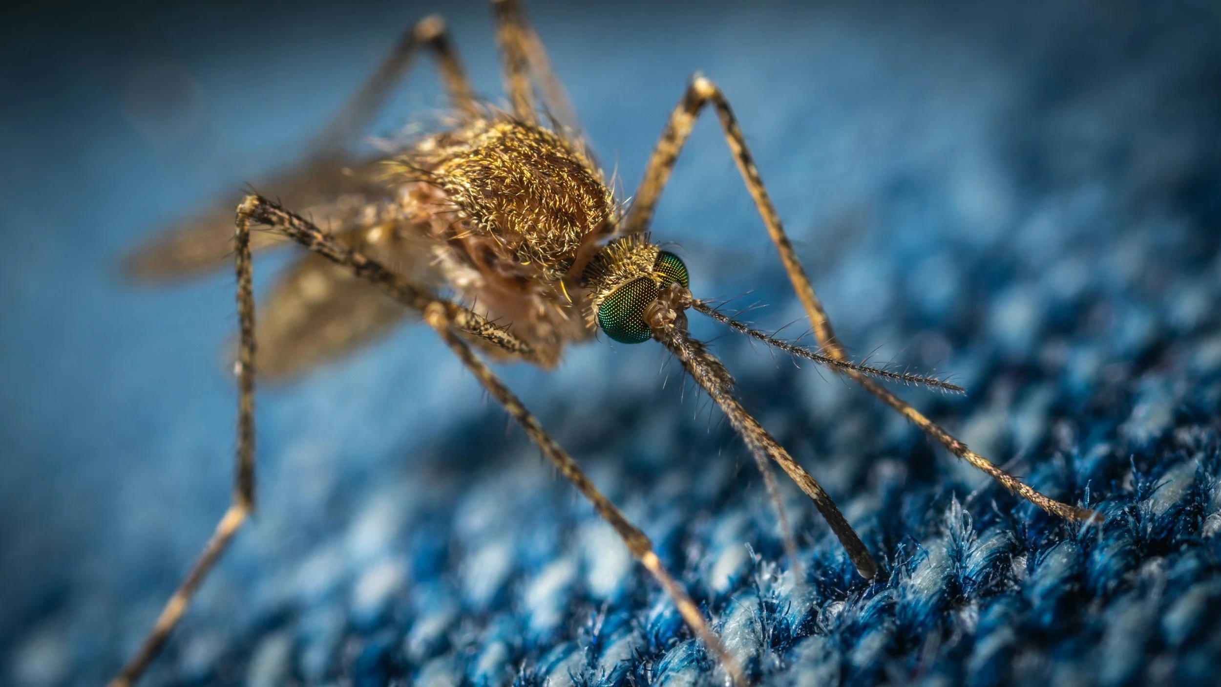 Mosquitos Tested positive for St. Louis Encephalitis Virus in Kingsville