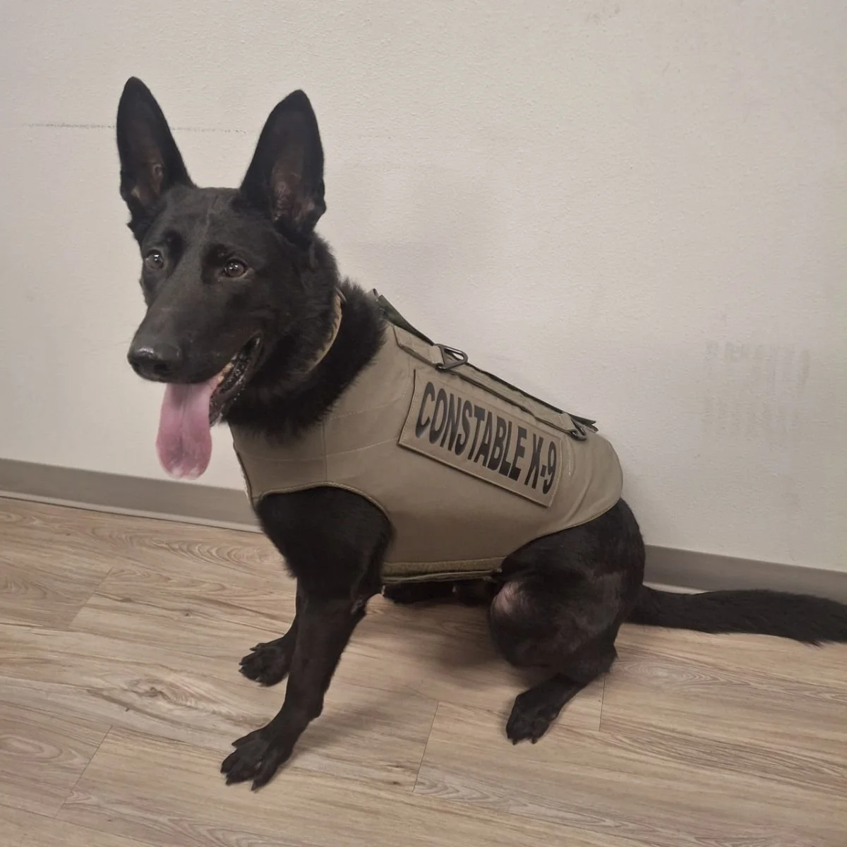 K9 Thor Receives Lifesaving Protective Vest Through National Nonprofit