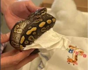 CBP Officers Intercept Live Pythons at World Trade Bridge
