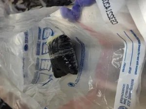 Officers Apprehend Woman Transporting Fentanyl