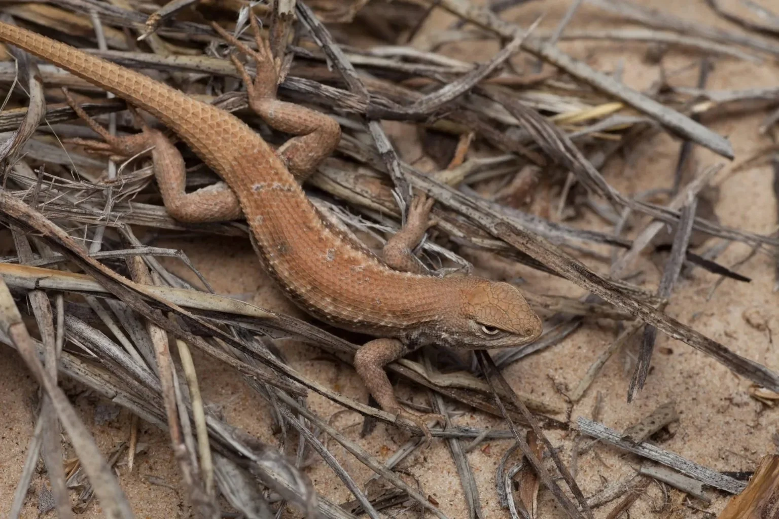 Lawsuit Prompts end of Federal Endangered Species