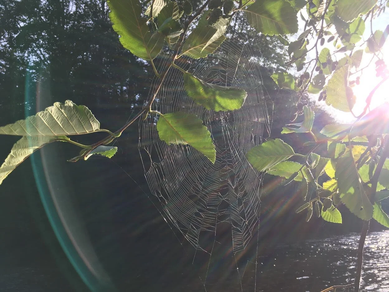 web.JPG