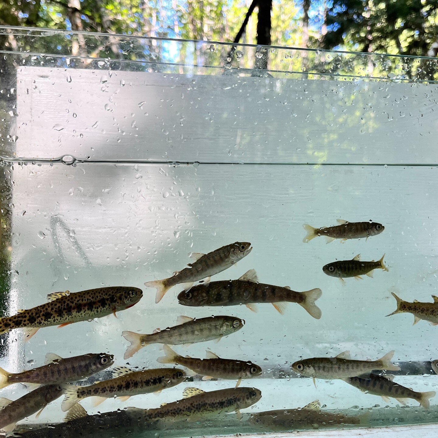 What type of fish do you see?

Come out for an interpretive walk along the Twin Spruce trail to find out!

Meet us tomorrow at 10:00am at the amphitheater at Furlong Bay Campground.