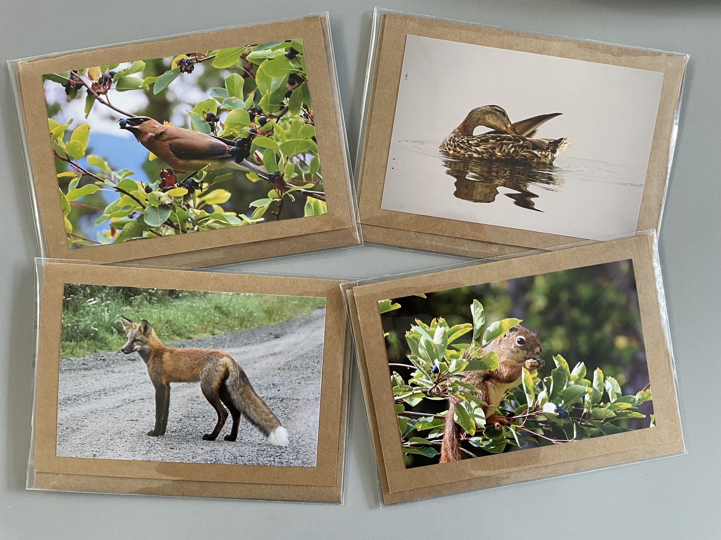 We have 17 greeting cards featuring local wildlife! Photos taken by Eileen LeFrancois