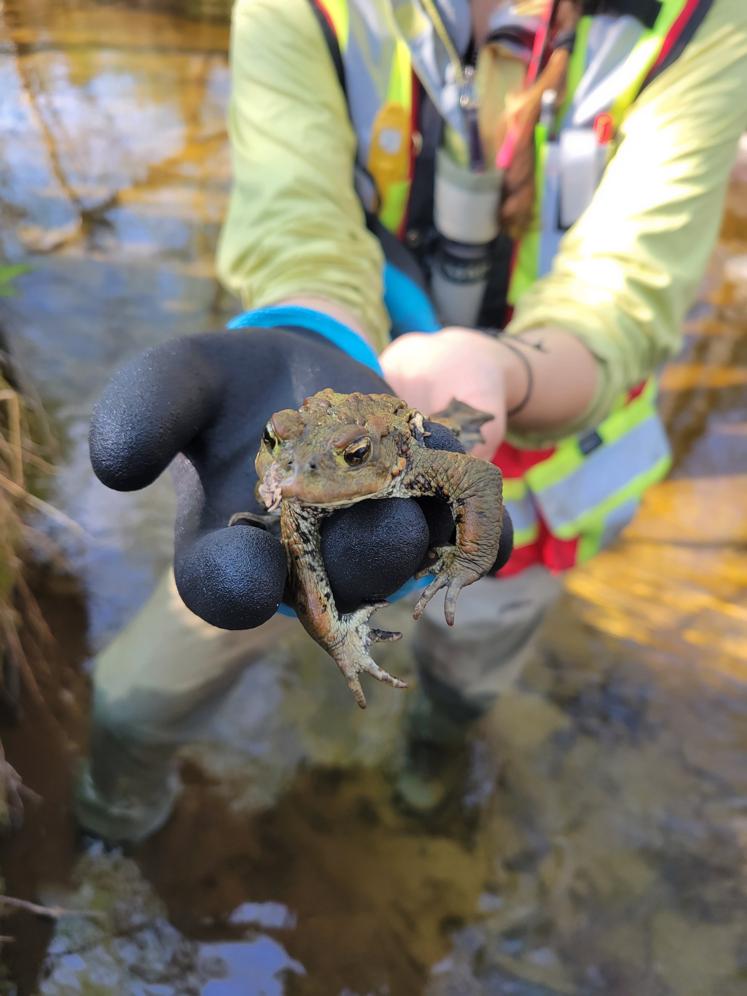 Identifying rogue toads caught as by-catch in the Scully Creek fry out migration trap