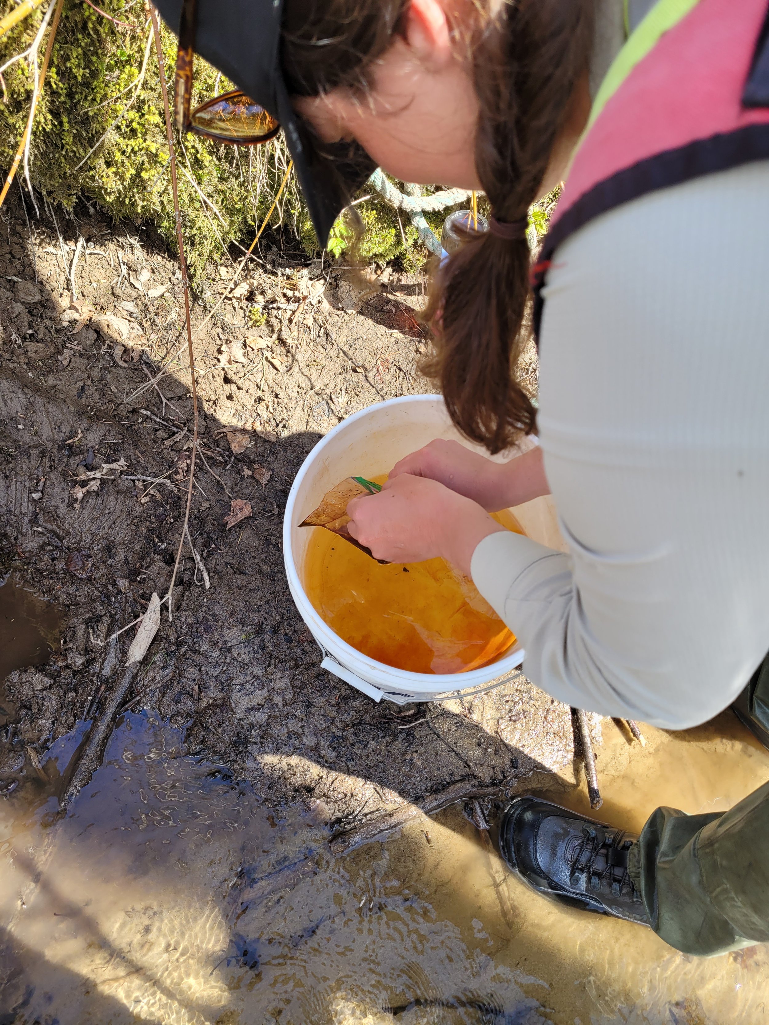 Adding dye to bucket for a mark-recapture study